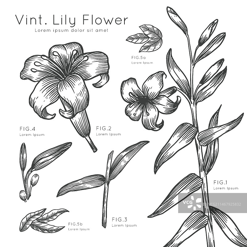 手绘百合花描述图片素材