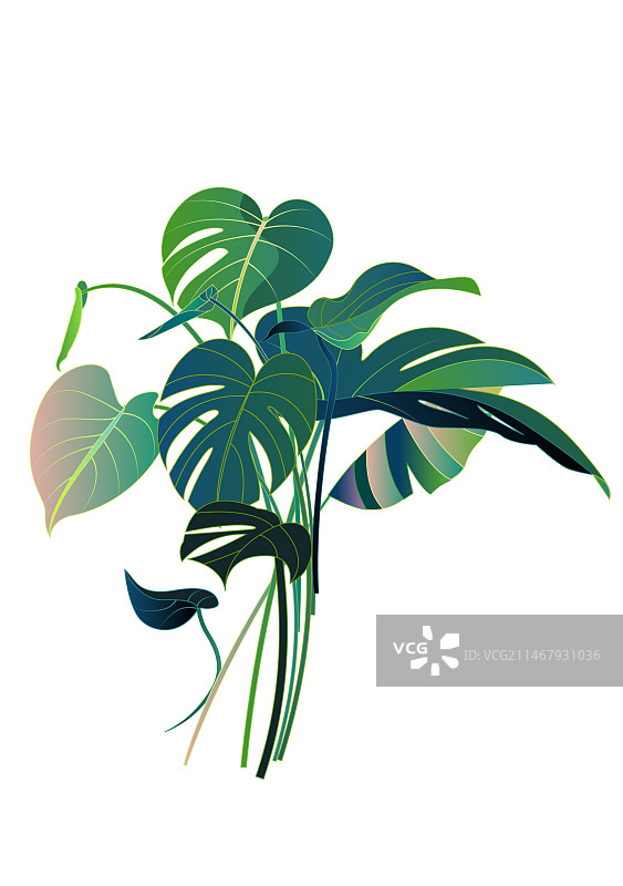 龟背竹植物图片素材