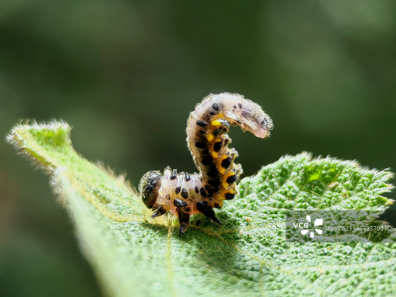 翘尾巴的毛虫图片素材