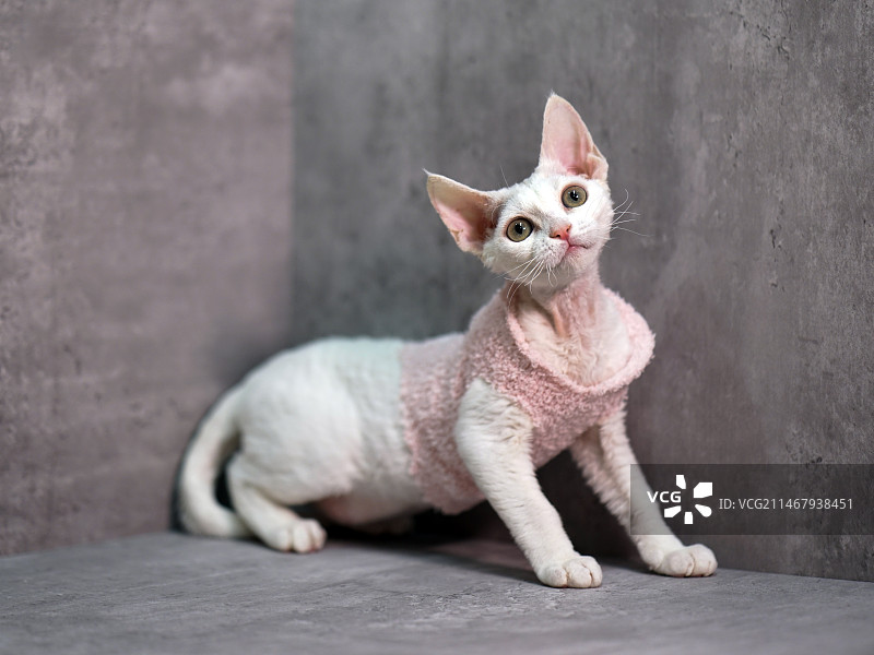 德文猫图片素材