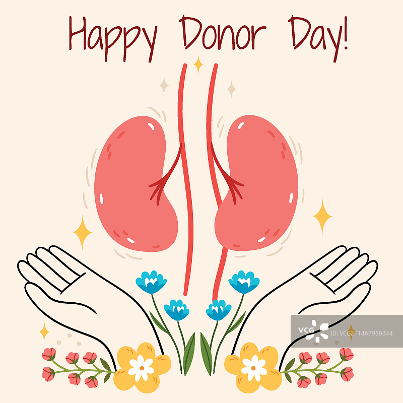 以肾脏为主题的世界器官捐献插画图片素材