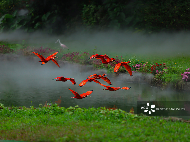 长隆飞鸟乐园朱鹮鸟图片素材