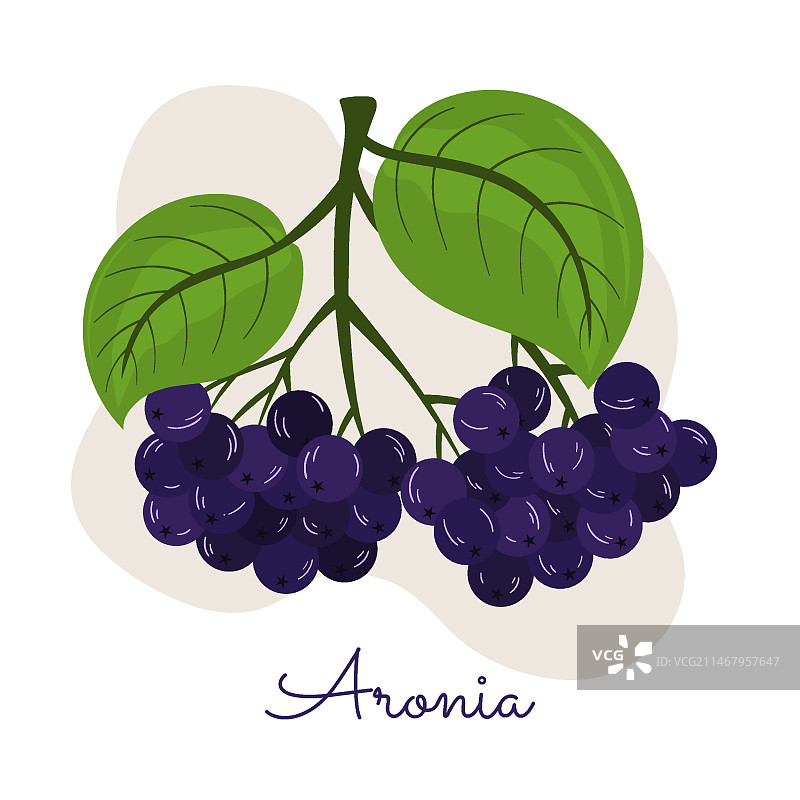 扁平风格的欧洲花楸插画图片素材