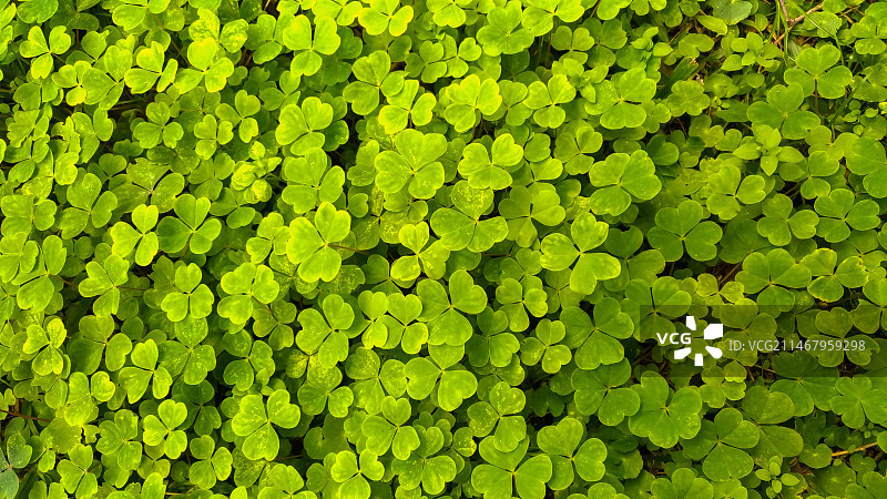 绿色植物叶子三叶草图片素材