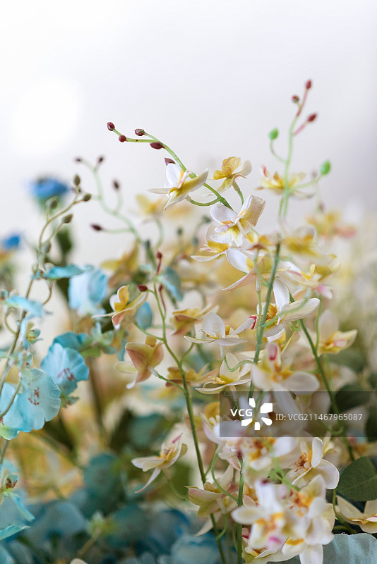 花束装饰白色开花植物特写镜头图片素材