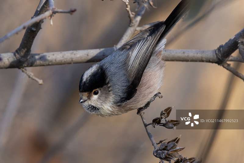 银喉长尾山雀图片素材
