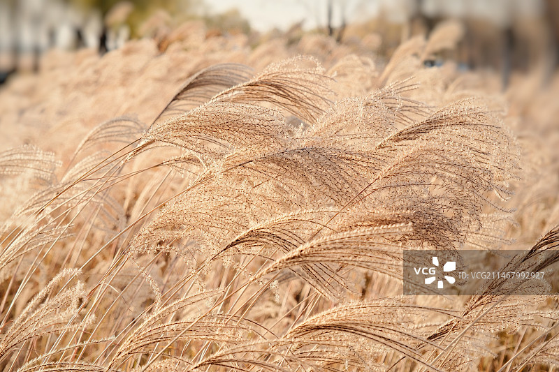 秋日物语 · 荻花和芦苇图片素材