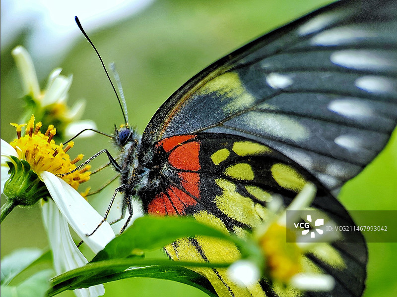 报喜斑粉蝶特写图片素材