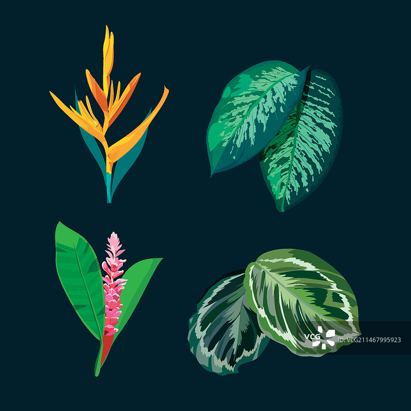 水彩热带花卉图片素材