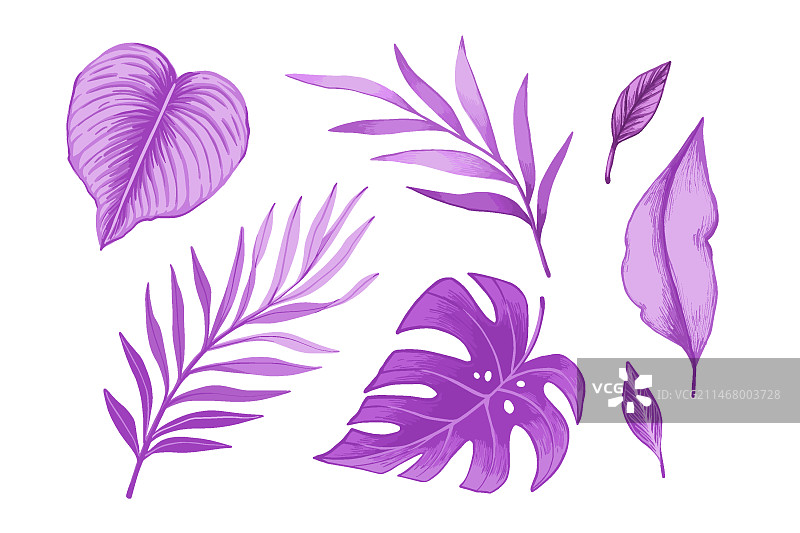 单色热带树叶图片素材