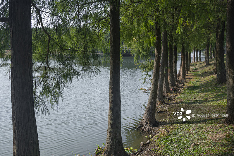 生长在森林中的树木,  落羽松图片素材