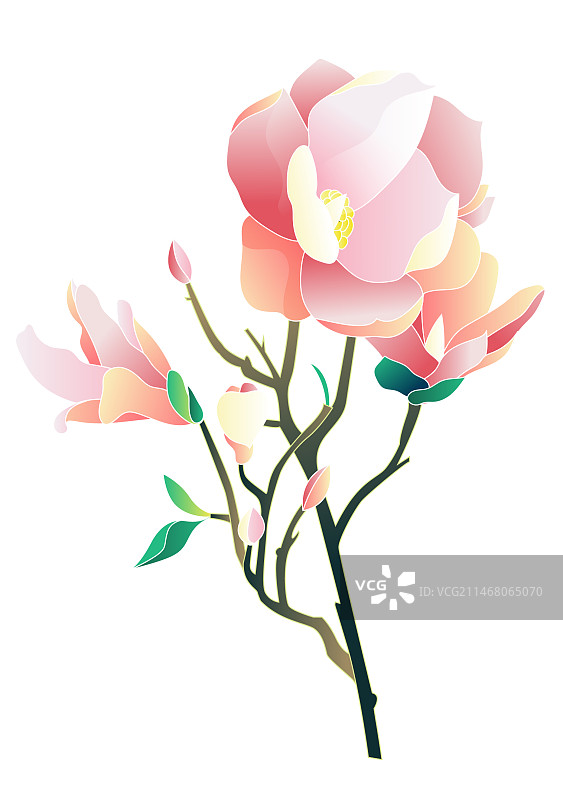 木棉花图片素材