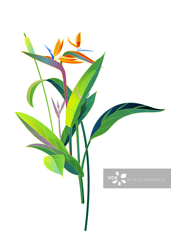 天堂鸟矢量插画图片素材