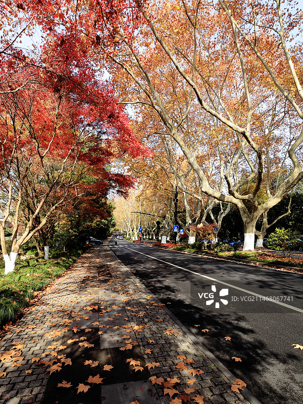 杭州秋色3（杨公堤）图片素材