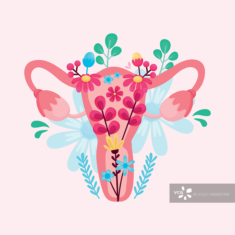 女性生殖系统与鲜花图片素材