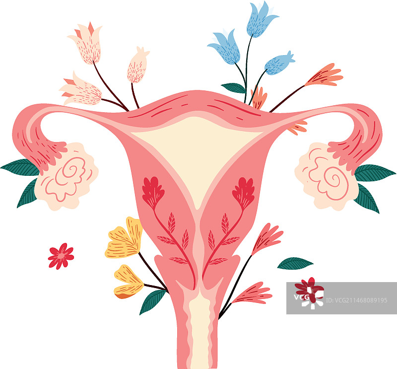 女性生殖系统与鲜花图片素材