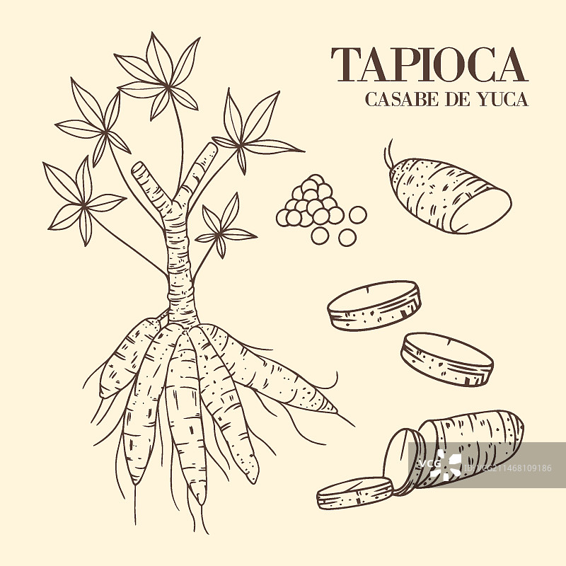 手绘木薯插画图片素材