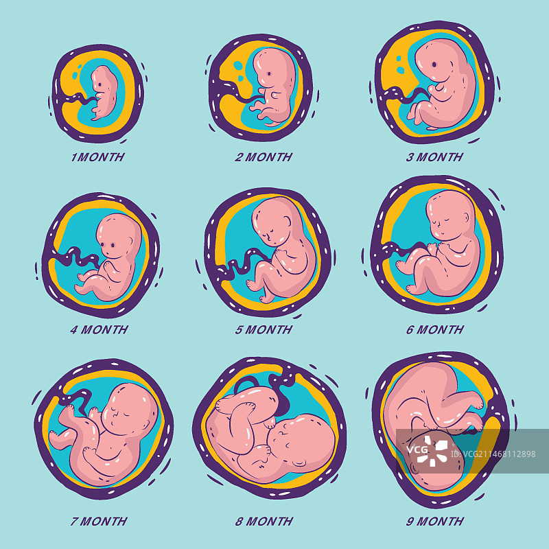 手绘胎儿发育过程合集图片素材