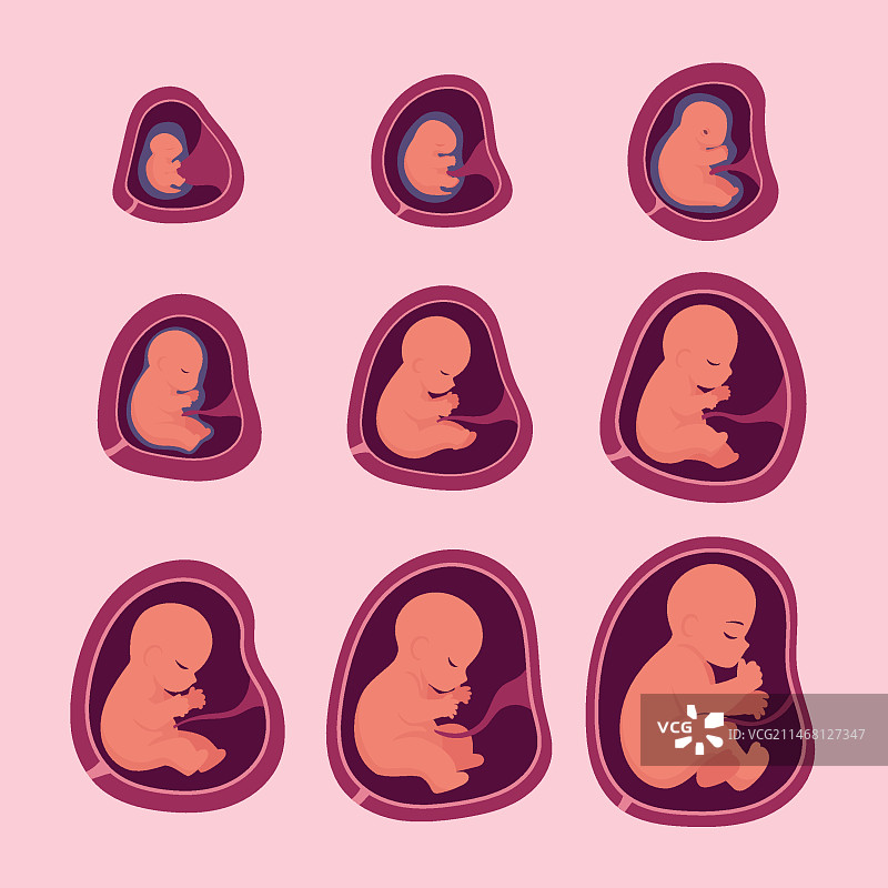 创意胎儿发育过程合集图片素材