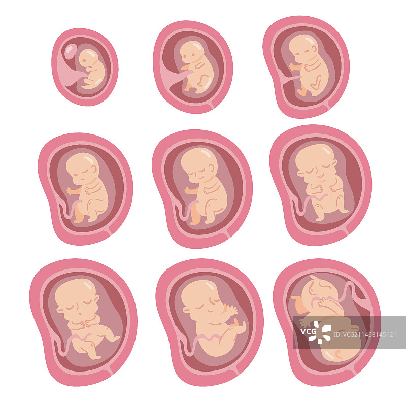 胎儿发育瞬间合集图片素材