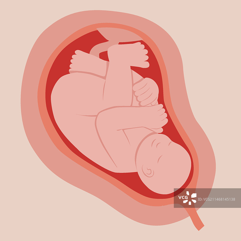 手绘可爱胎儿插画图片素材
