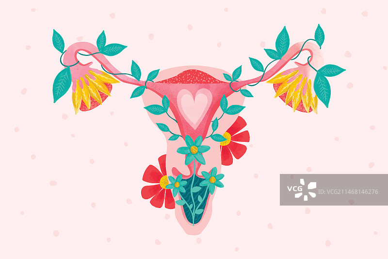 女性生殖系统与鲜花图片素材