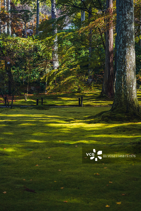 京都三千院的树影与青苔图片素材