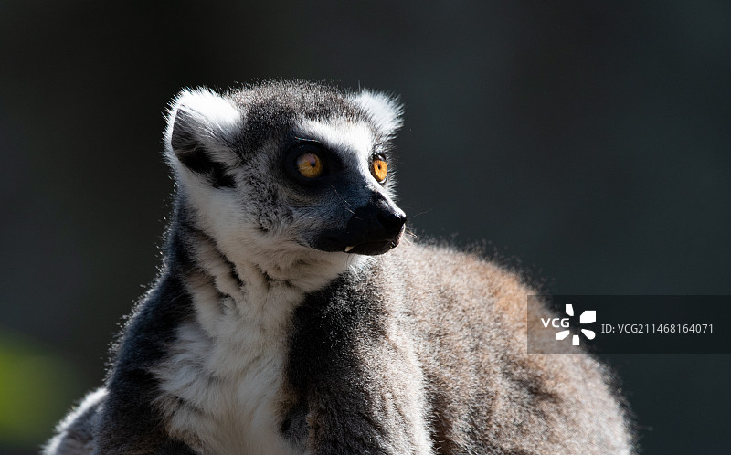 狐猴向远处看的特写镜头（环尾狐猴）图片素材