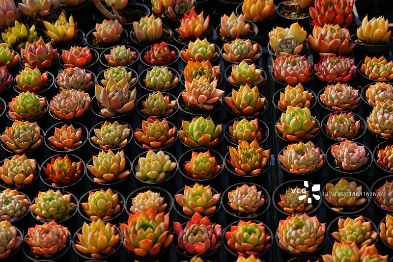 多肉王国图片素材