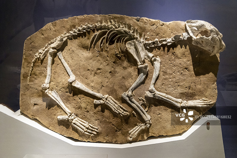 国家自然博物馆（原北京自然博物馆）古哺乳动物厅：剑齿虎，食肉目 猫科，晚中新世，甘肃省和政县图片素材