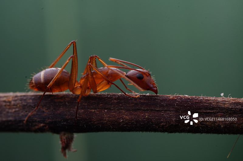 黄猄蚁图片素材