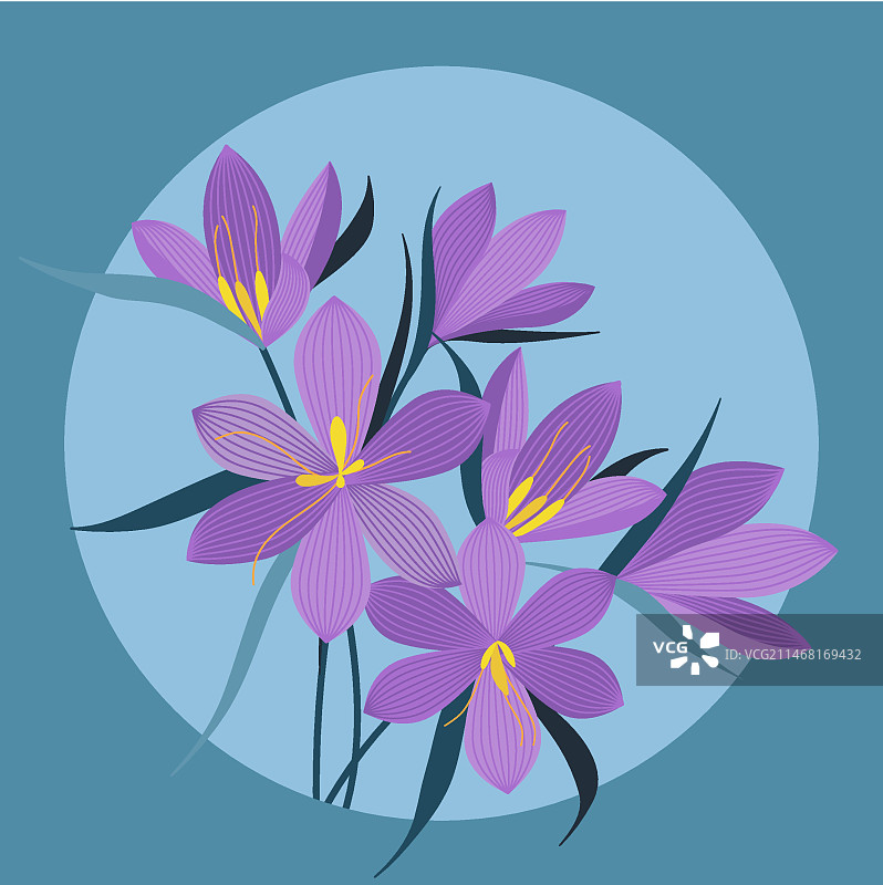 手绘扁平设计藏红花插画图片素材