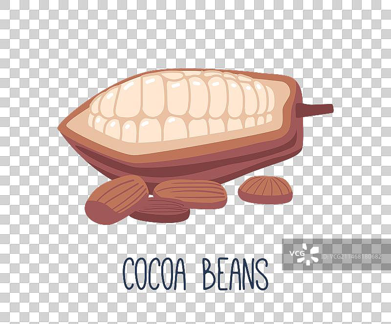 可可豆是可可树的种子图片素材