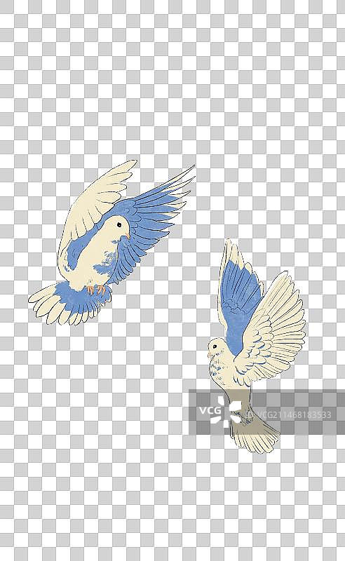 鸽子图片素材
