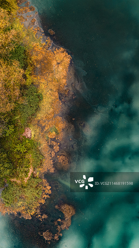 金秋时节的黄金大道图片素材