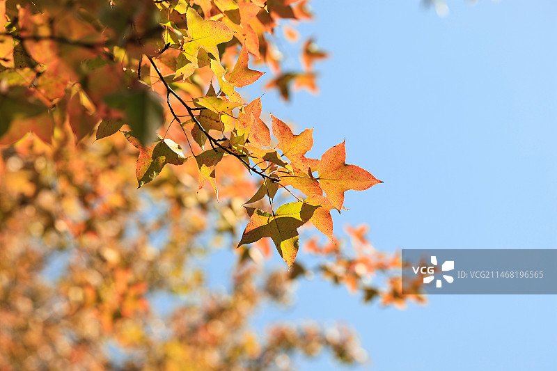秋天天空下的枫香树枫叶图片素材