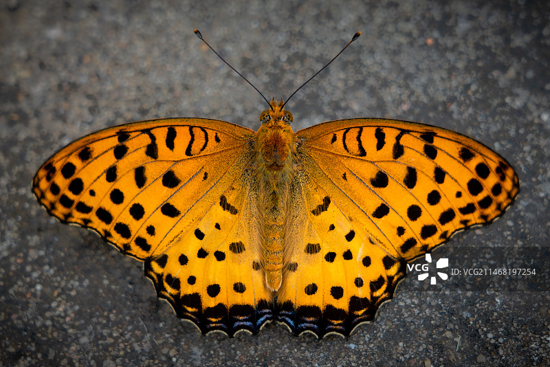 蝴蝶在叶子上的特写镜头图片素材