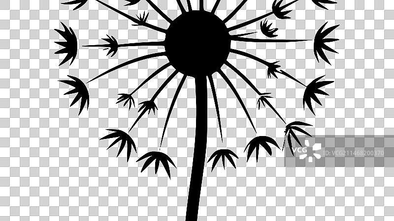 蒲公英 - 黑与白图片素材