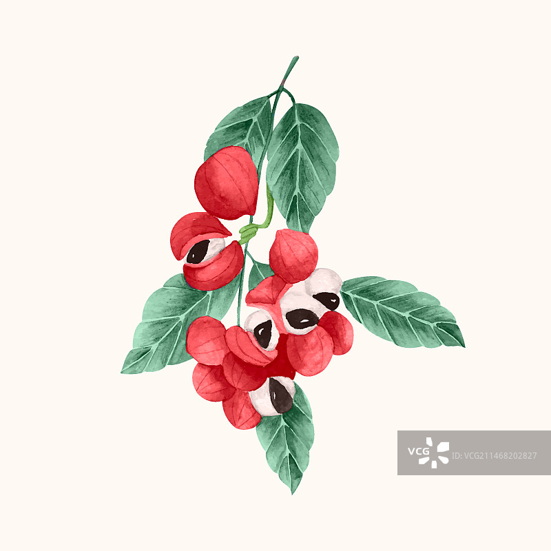 水彩瓜拉纳插画图片素材
