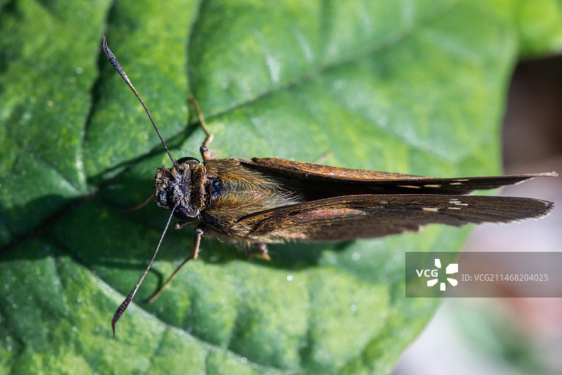阳光中叶上褐色小弄蝶图片素材