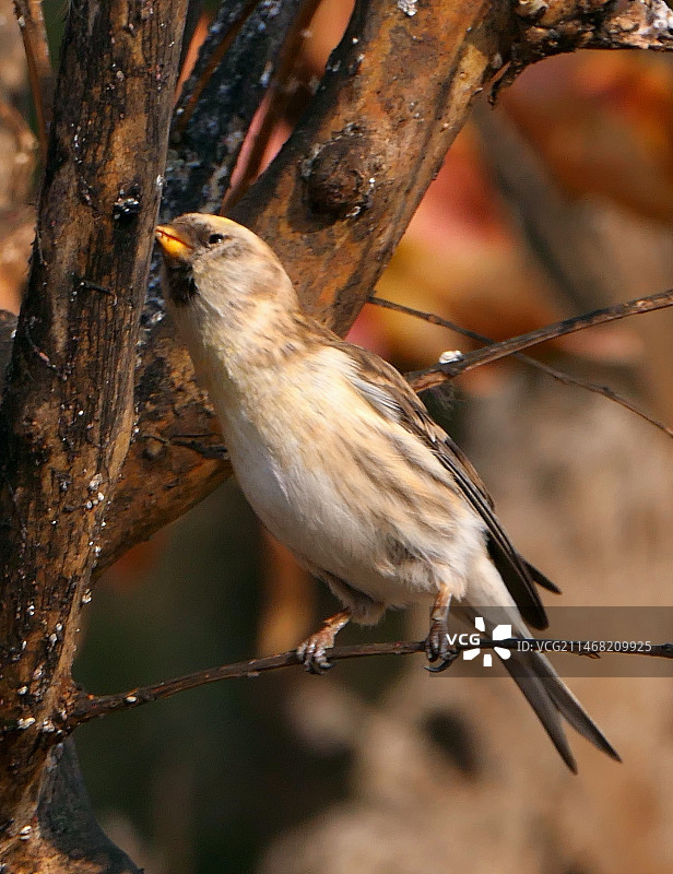 白腰朱顶雀（雌）图片素材