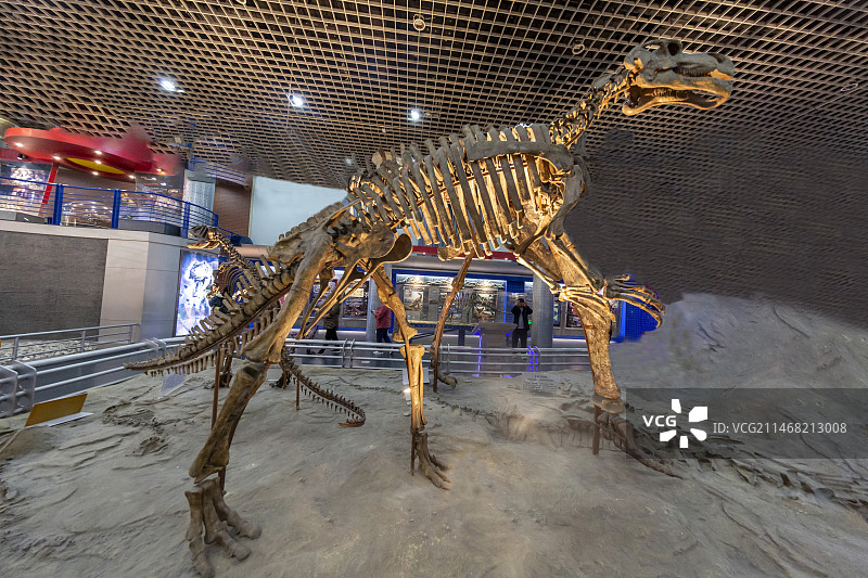 国家自然博物馆（原北京自然博物馆）古爬行动物厅：姜氏巴克龙，鸭嘴龙，内蒙二连浩特，晚白垩世早期地层图片素材