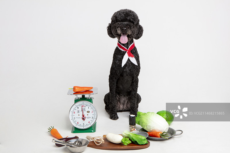 白色背景下，拿着蔬菜和烹饪工具的黑色贵宾犬的影棚拍摄图片素材
