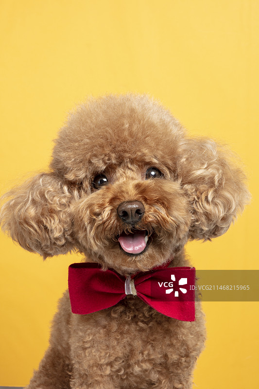 黄色背景上的系着红色丝带的棕色贵宾犬图片素材