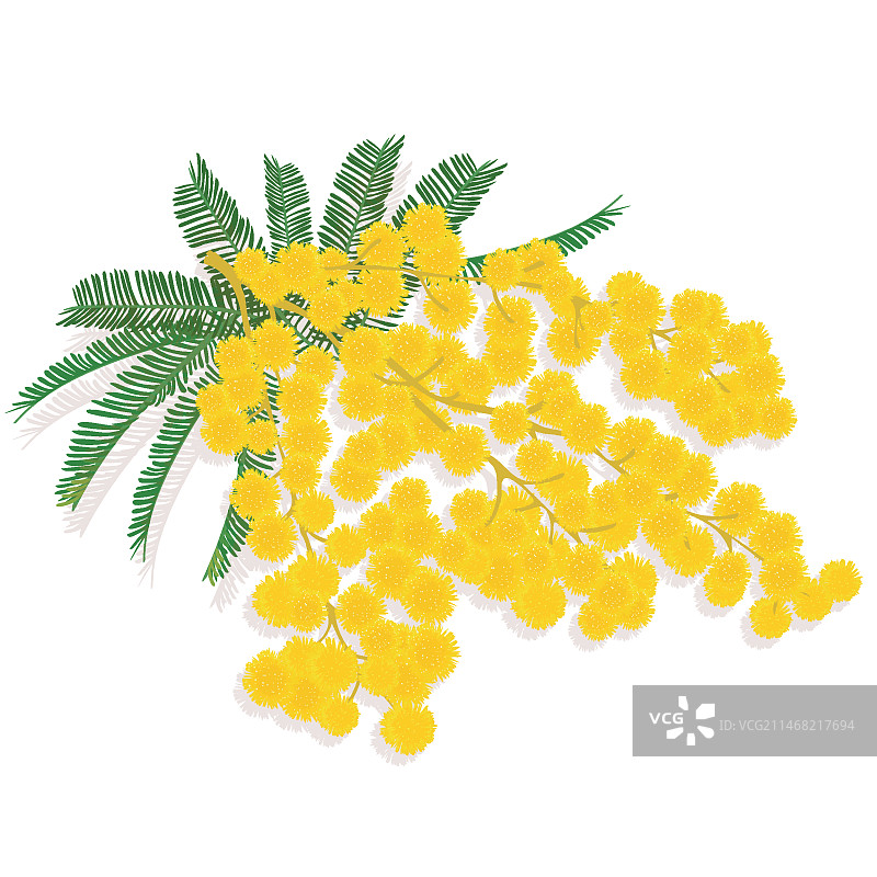 逼真含羞草插画图片素材