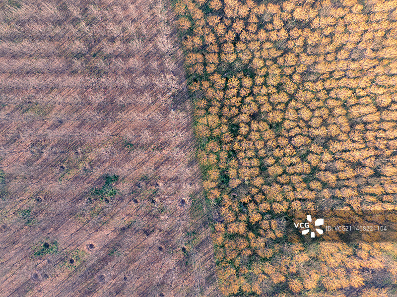 周口苗圃基地林木深秋图片素材