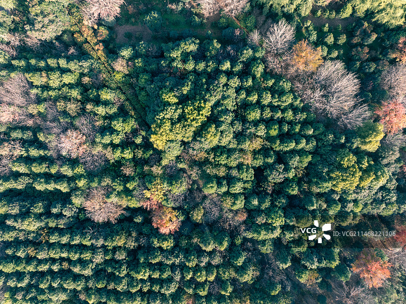 周口苗圃基地林木深秋图片素材