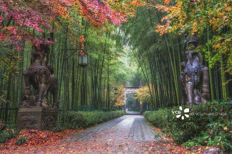 浙江杭州 云栖竹径 秋季枫叶图片素材