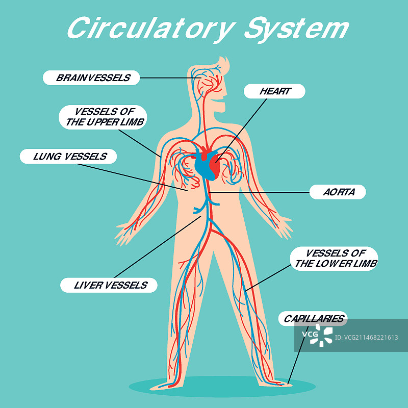 扁平风格的循环系统信息图图片素材