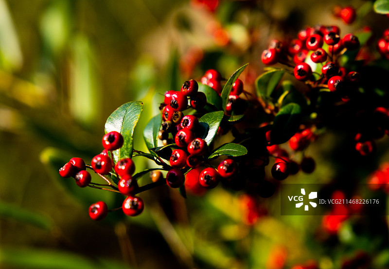 恩施大峡谷冬日野花野果盛开图片素材